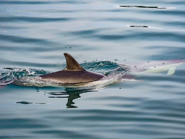 Trained Russian Navy Dolphins are Protecting Black Sea Naval Base,  Satellite Photos Show - USNI News