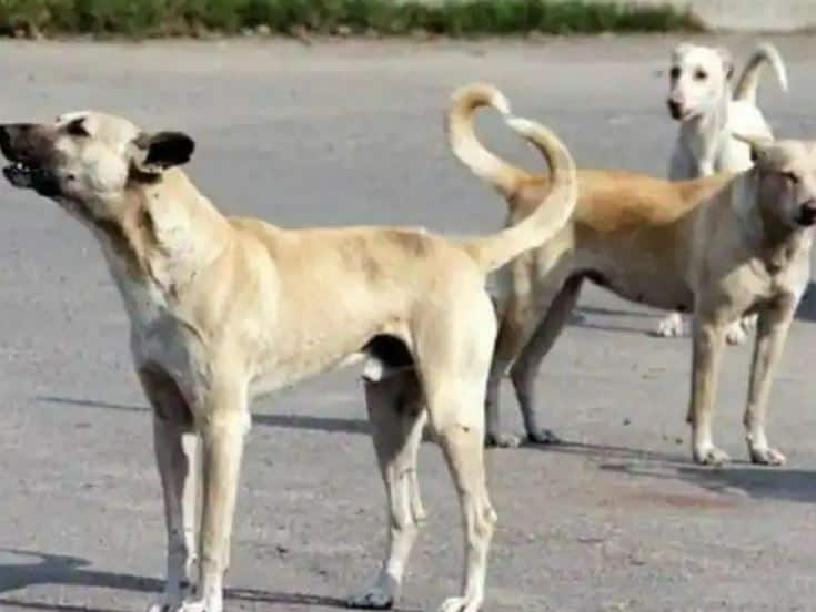 Stray Dogs Attacked Child Two and a half year old child dies in a stray dog ​​attack in Hyderabad Stray Dogs Attacked Child: हैदराबाद में दिल दहलानेवाली घटना, घर के बाहर खेल रहा था ढाई साल का मासूम, आवारा कुत्ते ने हमला कर ली जान