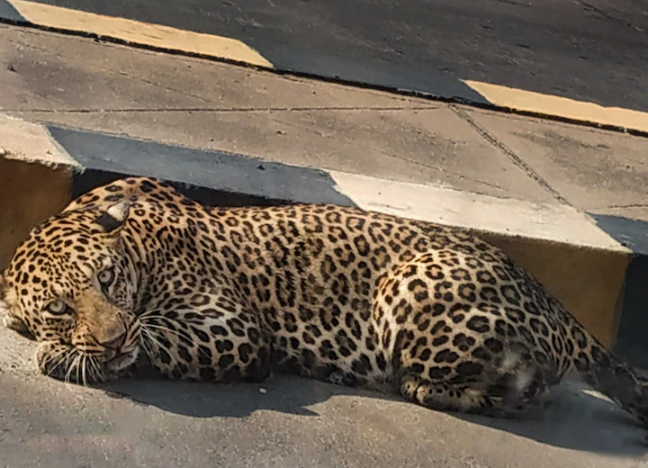 64 People Booked For Killing Leopard In UP’s Bahraich