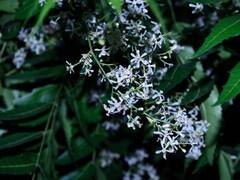 Neem Flower Sharbat: ઉનાળામાં લીમડાના ફૂલનું શરબત પીવો, સ્વાસ્થ્યને મળશે અનેક ફાયદા