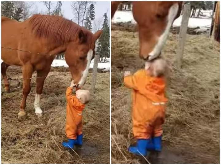 A horse showing love by kissing the Todler forehead Watch: बच्चे के माथे को चूमकर उस पर प्यार लुटाता दिखा घोड़ा, दिल जीत लेगा वीडियो
