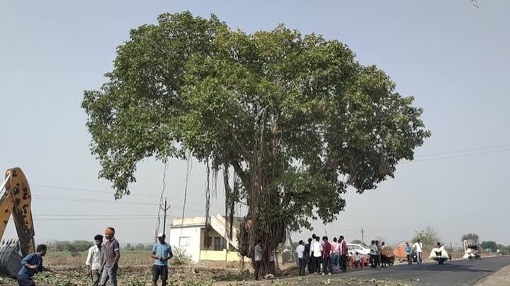 परभणीच्या गंगाखेड परळी या राष्ट्रीय महामार्गाच्या कामासाठी या मार्गावरील मोठ्या प्रमाणावर जुने झाड तोडले जात होते.