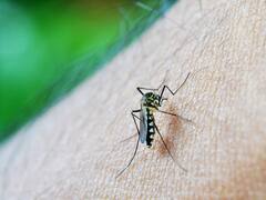 Malaria Foods: मलेरिया होने पर खाएं ये फूड्स, जल्द से जल्द हो सकती है रिकवरी