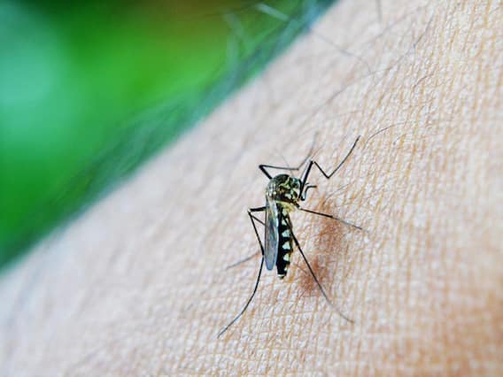 Malaria Foods: मलेरिया होने पर खाएं ये फूड्स, जल्द से जल्द हो सकती है रिकवरी Malaria Foods: मलेरिया होने पर खाएं ये फूड्स, जल्द से जल्द हो सकती है रिकवरी