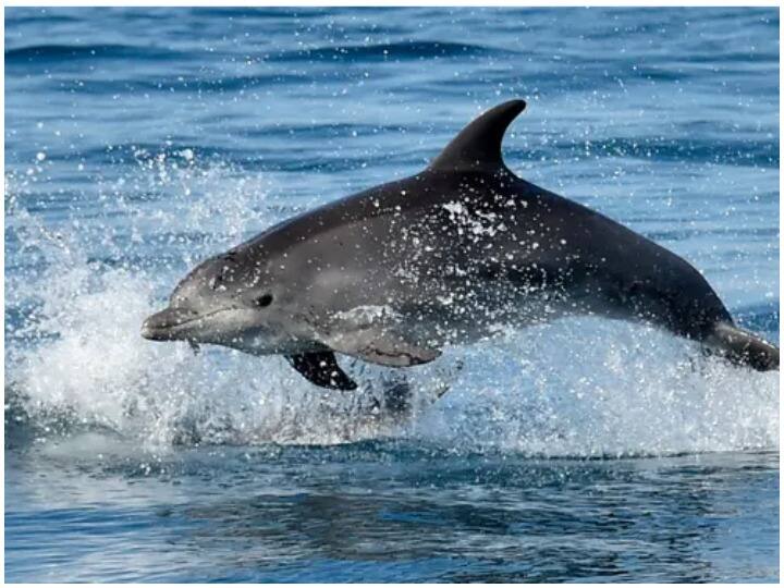 Russia Deploys Trained Dolphins:  Russia has launched 'spy dolphin' in the battlefield, protecting the naval base Ukraine Russia War: जंग के मैदान में रूस ने उतारी 'जासूसी डॉल्फिन', नौसैनिक अड्डे की कर रही है हिफाजत