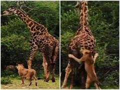 Watch: जिराफ ने छुड़ाए शेरों के झुंड के छक्के, रोंगटे खड़े कर देगा वीडियो