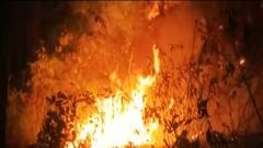 Uttarakhand के जंगलों में आग का तांडव, इन तस्वीरों के जरिए वन विभाग की बेपरवाही देखिए