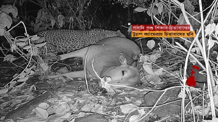 Purulia, a picture of a leopard was caught on camera Purulia Leopard Fear: পুরুলিয়ার জঙ্গলে ক্যামেরায় ধরা পড়ল চিতাবাঘের ছবি, আতঙ্কে গ্রামবাসীরা