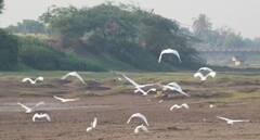 PHOTO : सांगोल्यातील माण नदीकाठ पेंटेड स्टॉर्क पक्षांनी फुलला