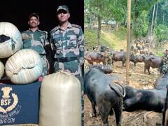 बांग्लादेश सीमा पर BSF ने पकड़े तस्करी हो रहे 73 जानवर, जब्त किए 125 किलो Human Hair