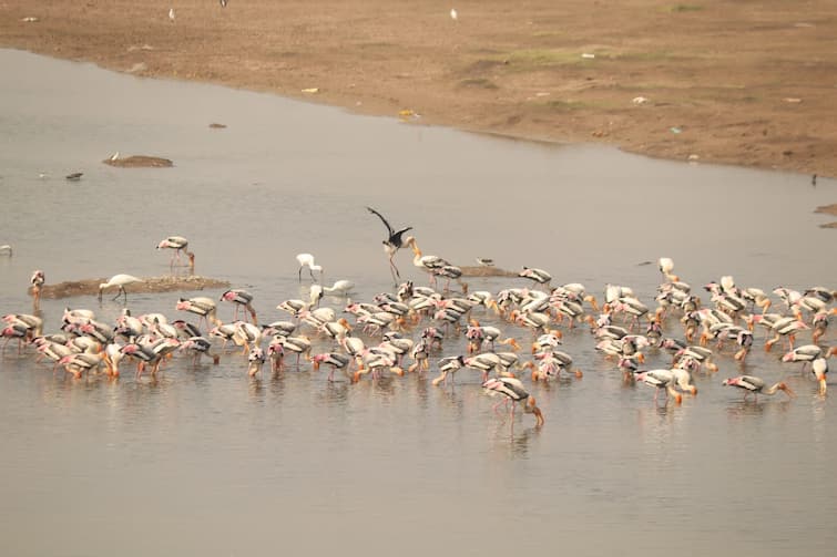 Migratory Birds Flock Point Calimere Bird Sanctuary In Tamil Nadu Migratory Birds Flock Point Calimere Bird Sanctuary In Tamil Nadu