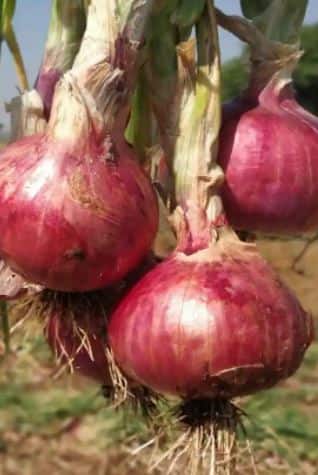 उन्हाळ्यात कांद्याचे सेवन करा,  जाणून घ्या फायदे