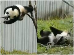 Watch: पेड़ पर चढ़ने की नाकाम कोशिश करता दिखा पांडा, दिल जीत रहा वीडियो