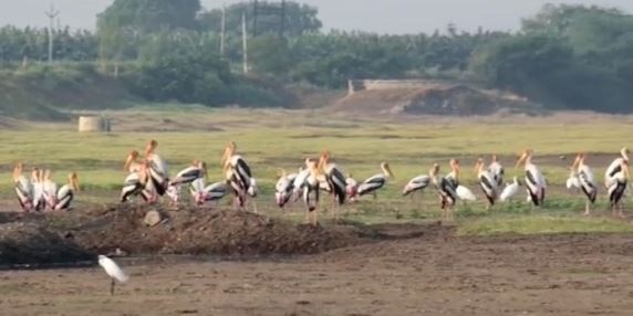 Painted Stork : अन्नाच्या शोधात परदेशी पक्षी सांगोल्यात, माण नदीपात्रात चित्रबलाक पक्षाचे थवेच्या थवे