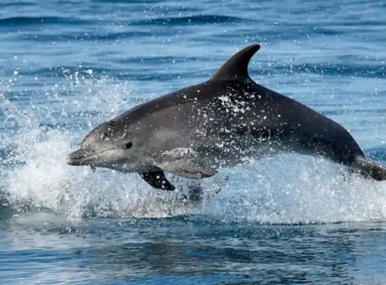 russia ukraine war trained dolphins are protecting russias black sea naval base report Russia Ukraine War : रशियाकडून युद्धात डॉल्फिनची मदत, हल्ला रोखण्यात करणार मदत