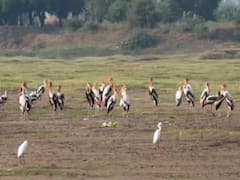 Painted Stork : अन्नाच्या शोधात परदेशी पक्षी सांगोल्यात, माण नदीपात्रात चित्रबलाक पक्षाचे थवेच्या थवे