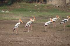 PHOTO : सांगोल्यातील माण नदीकाठ पेंटेड स्टॉर्क पक्षांनी फुलला