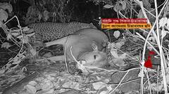 Purulia: সিমনি বিটের জঙ্গলে বন দফতরের ট্র্যাপ ক্যামেরায় ধরা পড়ল পূর্ণবয়স্ক চিতাবাঘের ছবি ।Bangla News