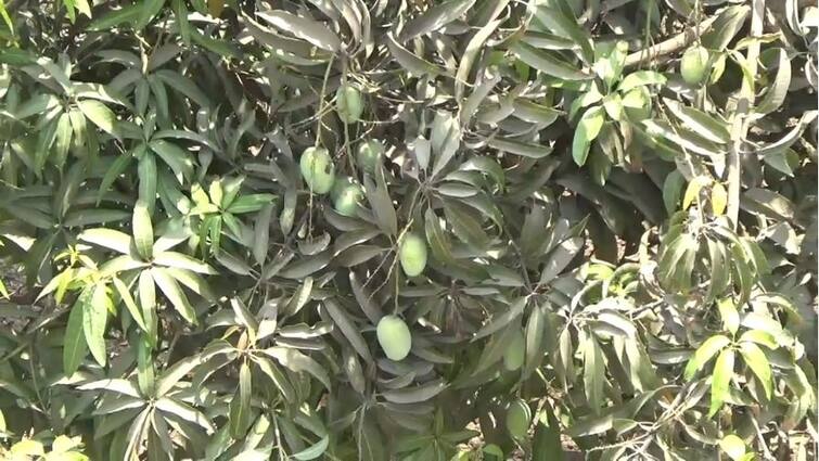 Mango production in Bardoli is expected to decline by 70 per cent due to global warming BARDOLI : આ વર્ષે કેરીના ઉત્પાદનમાં  70 ટાકા જેટલો ઘટાડો થવાની સંભાવના, જાણો શું છે કારણ