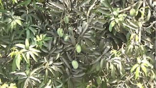 BARDOLI : આ વર્ષે કેરીના ઉત્પાદનમાં  70 ટાકા જેટલો ઘટાડો થવાની સંભાવના, જાણો શું છે કારણ