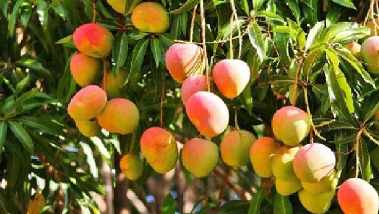 Alphonso Mango price to high due to lack of production Alphonso Mango: વલસાડી આફૂસનો સ્વાદ માણવો મોંઘો પડશે, જાણો કેટલો રહેશે મણનો ભાવ