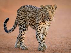 Kota News: कोटा थर्मल पावर प्लांट में फिर नजर आए पैंथर का वीडियो वायरल, रेस्क्यू में जुटा वन विभाग