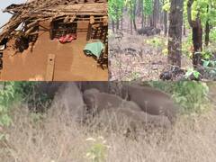 Chhattisgarh News: महुआ शराब की गंध से जंगल छोड़ लोगों के घर पहुंच रहे हाथी, वन विभाग ने किया अलर्ट