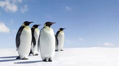 ਸਮੁੰਦਰੀ ਕੰਢੇ 'ਤੇ ਮਿਲੇ ਦਰਜਨਾਂ ਸਿਰ ਕੱਟੇ ਪੈਂਗੁਇਨ, ਕਾਰਨ ਲੱਭ ਰਹੇ ਵਿਗਿਆਨੀ