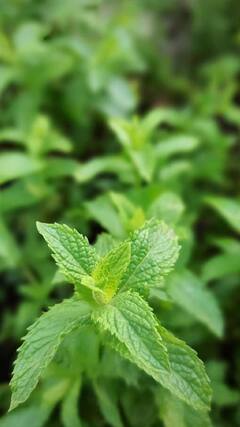 Health Tips : पुदिना आरोग्यासाठी गुणकारी, जाणून घ्या याचे अनेक फायदे