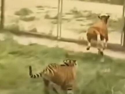 calf of cow suddenly ran after tiger Viral Video : वासराला घाबरवणं वाघाला पडलं महाग, पुढे काय झालं तुम्हीच पाहा