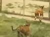 Viral Video : वासराला घाबरवणं वाघाला पडलं महाग, पुढे काय झालं तुम्हीच पाहा