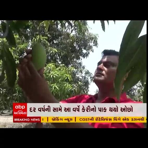 બારડોલીઃ કેરીના પાકમાં 70 ટકાથી વધુ ઘટાડો, શું છે કારણ?