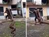 Dance With Pythons: భారీ కొండ చిలువను భుజాలపై వేసుకుని డ్యాన్స్, వామ్మో మింగేస్తే?