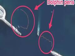 Ukraine Russia War: नेवी बेस की सुरक्षा के लिए रूस ने डॉलफिन्स को दी ट्रेनिंग, सैटेलाइट तस्वीरों से खुलासा