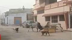 રાધનપુર શહેરમાં આખલાનો આતંક યથાવત, લોકોમાં ડરનો માહોલ