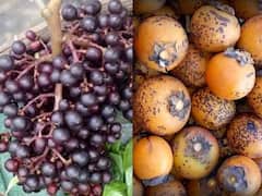 Chhattisgarh News: छत्तीसगढ़ का सरगुजा कभी तेंदू और चिरौंजी की वजह से था मशहूर, जानें अब क्यों नहीं दिखते ये फल