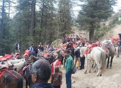 ਗਰਮੀ ਵਧੀ ਤਾਂ ਲੋਕਾਂ ਨੇ ਕੀਤਾ ਪਹਾੜਾਂ ਦਾ ਰੁਖ, Kufri 'ਚ ਵੱਡੀ ਗਿਣਤੀ 'ਚ ਪੁੱਜੇ ਸੈਲਾਨੀ