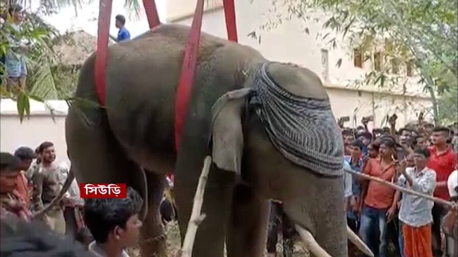 Birbhum, elephant goes on rampage in suri, two forest guard injured Birbhum News: রাতভর তাণ্ডব, সকালে ঘুমপাড়ানি গুলিতে কাবু দাঁতাল