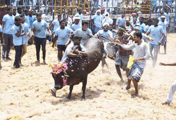 26 injured in jallikattu match near Alangudi ஆலங்குடி: சீறிப்பாய்ந்த ஜல்லிகட்டு: கெத்து காட்டிய வீரர்கள்! 26 பேர் காயம்!
