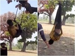 Watch: छत्तीसगढ़ में शख्स की पेड़ से उल्टा लटकाकर पिटाई का Video Viral, 3 आरोपी गिरफ्तार