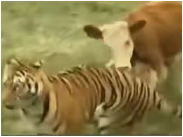 Watch: ਗਾਂ ਦੇ ਵੱਛੇ ਨੂੰ ਡਰਾਉਣਾ ਟਾਈਗਰ ਨੂੰ ਪਿਆ ਮਹਿੰਗਾ, ਅਚਾਨਕ ਕਹਾਣੀ 'ਚ ਆਇਆ ਨਵਾਂ ਟਵਿਸਟ