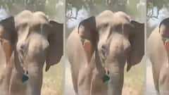 Corbett Tiger Reserve: जब गाड़ी के पीछे दौड़ा गजराज, हाथी देख सैलानियों की निकली चीख पुकार