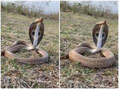 Watch: फन फैलाए सांस लेकर गुस्सा जाहिर करता दिखा कोबरा, रोंगटे खड़े कर देगा वीडियो