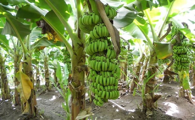 Banana Farming Issue Hingoli Farmers Problem Weather update वाढत्या तापमानाचा केळीचा बागांना फटका, विक्रीसाठी तयार फळांना काळे डाग 