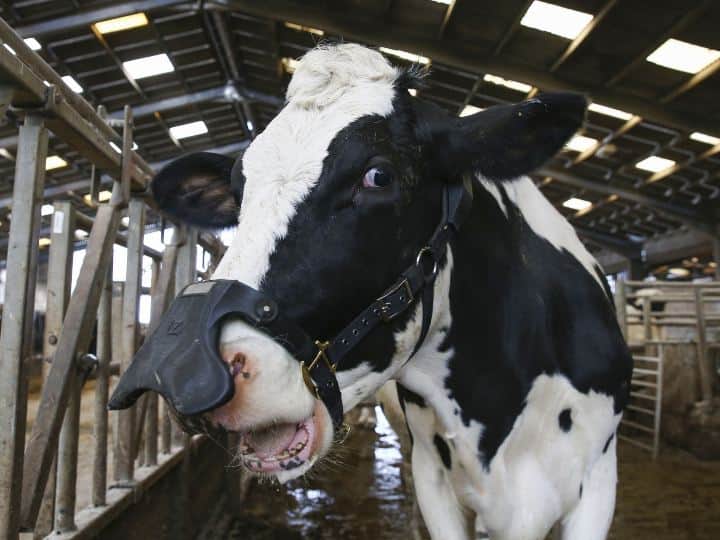 Innovative face masks for cows to prevent methane Cow Masks: వినూత్నంగా ఆవులకూ ఫేస్ మాస్క్‌లూ, వాటి నుంచి వచ్చే విషవాయువును అడ్డుకోవడానికే ఇదంతా