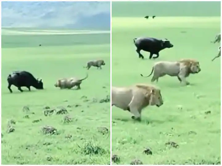 ਜੰਗਲ ਦੇ ਰਾਜੇ ਦਾ ਪਿਆ ਮੱਝਾਂ ਨਾਲ ਪੰਗਾ, ਫਿਰ ਸ਼ੇਰਾਂ ਦਾ ਝੁੰਡ ਪੂਛ ਦਬਾ ਕੇ ਭੱਜਿਆ....