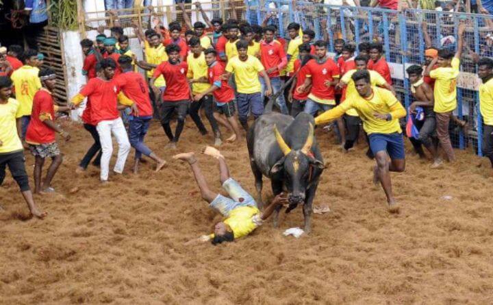 The first jallikattu of 2023 started at Pudukottai Thachanchurichi Jallikattu:  2023ஆம் ஆண்டின் முதல் ஜல்லிக்கட்டு: தச்சங்குறிச்சியில் கோலாகலமாக தொடக்கம்! பரிசுகளை அள்ளும் மாடுகளும், வீரர்களும்!