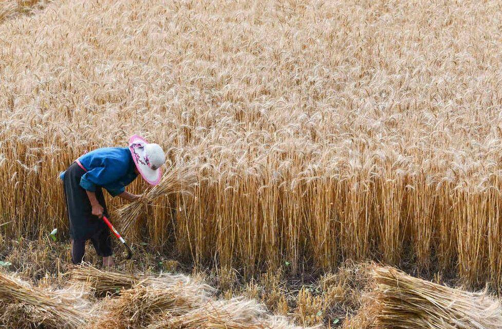 Explainer Why did India ban the export of wheat what is the relationship with Russia Ukraine war know everything Explainer: भारत ने क्यों लगाया गेहूंं के निर्यात पर प्रतिबंध, रूस-यूक्रेन युद्ध से क्या है कनेक्शन, जानें सब कुछ...