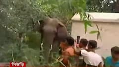 Birbhum: সিউড়ির অবিনাশপুরে রাতভর হাতির তাণ্ডব, সকালে ঘুমপাড়ানি গুলিতে কাবু দাঁতাল।Bangla News