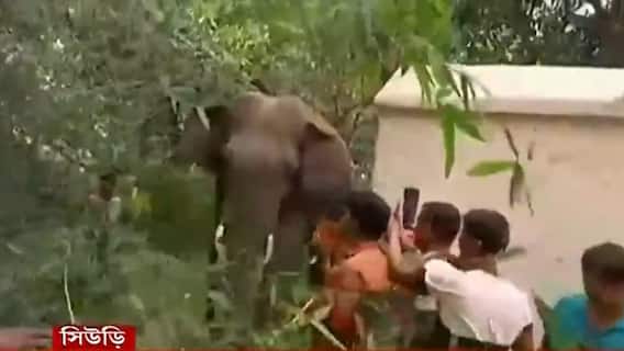 Birbhum: সিউড়ির অবিনাশপুরে রাতভর হাতির তাণ্ডব, সকালে ঘুমপাড়ানি গুলিতে কাবু দাঁতাল।Bangla News